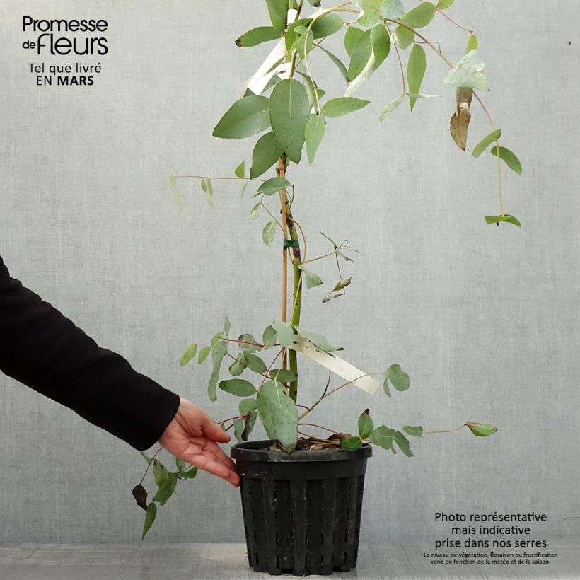 Exemplar von Eucalyptus elliptica - Gommier blanc de Bendemeer - Pot de 4L/5L wie im Frühjahr geliefert