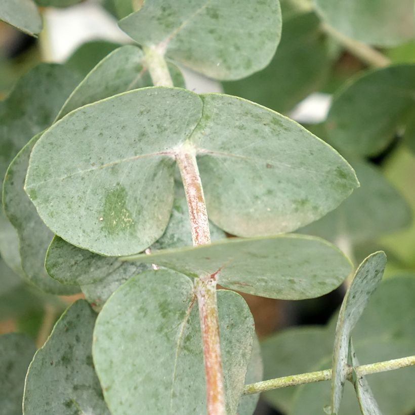 Eucalyptus glaucescens Guthega (Laub)