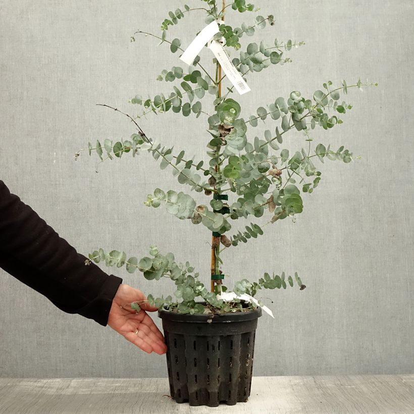 Exemplar von Eucalyptus glaucescens Guthega Topf mit 4L/5L wie im Herbst geliefert