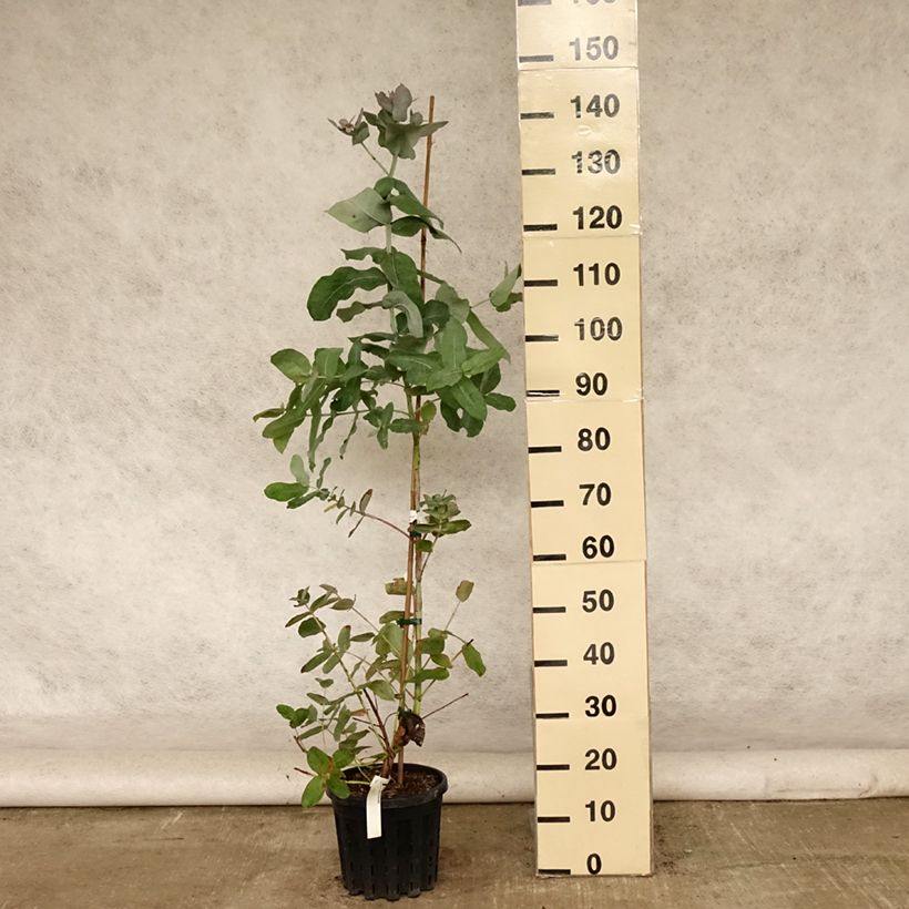 Exemplar von Eucalyptus globulus subsp. bicostata Topf mit 4L/5L wie im Sommer geliefert