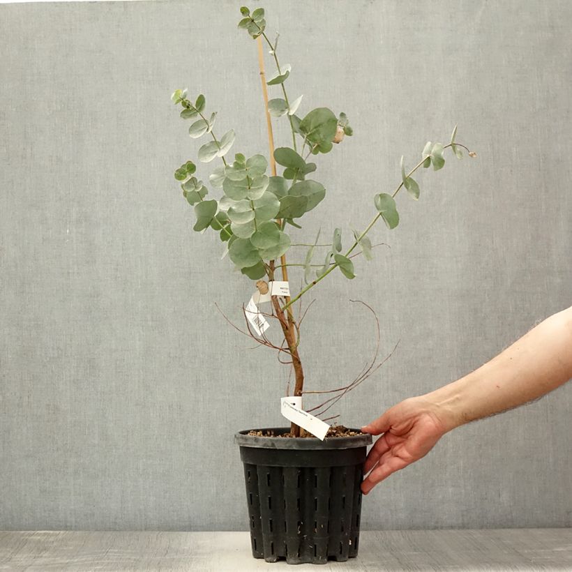 Exemplar von Eucalyptus goniocalyx Dwarf form Topf mit 4L/5L wie im Sommer geliefert