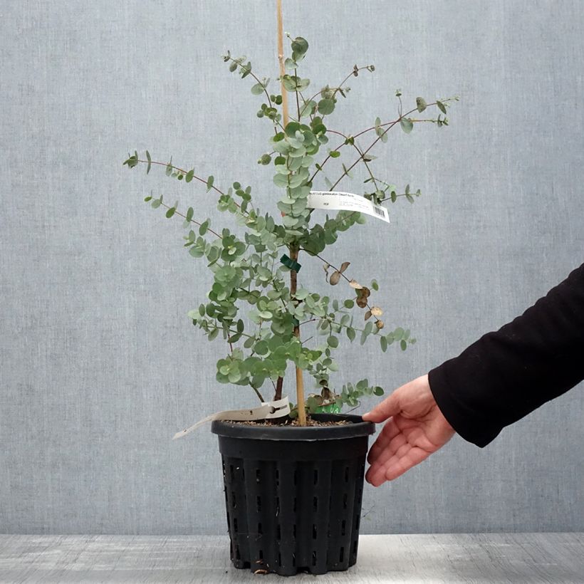 Exemplar von Eucalyptus goniocalyx Dwarf form - Eucalyptus goniocalyx forme naine Pot de 4L/5L, Pot anti-chignonHauteur livrée env. 20/30cm wie im Frühjahr geliefert