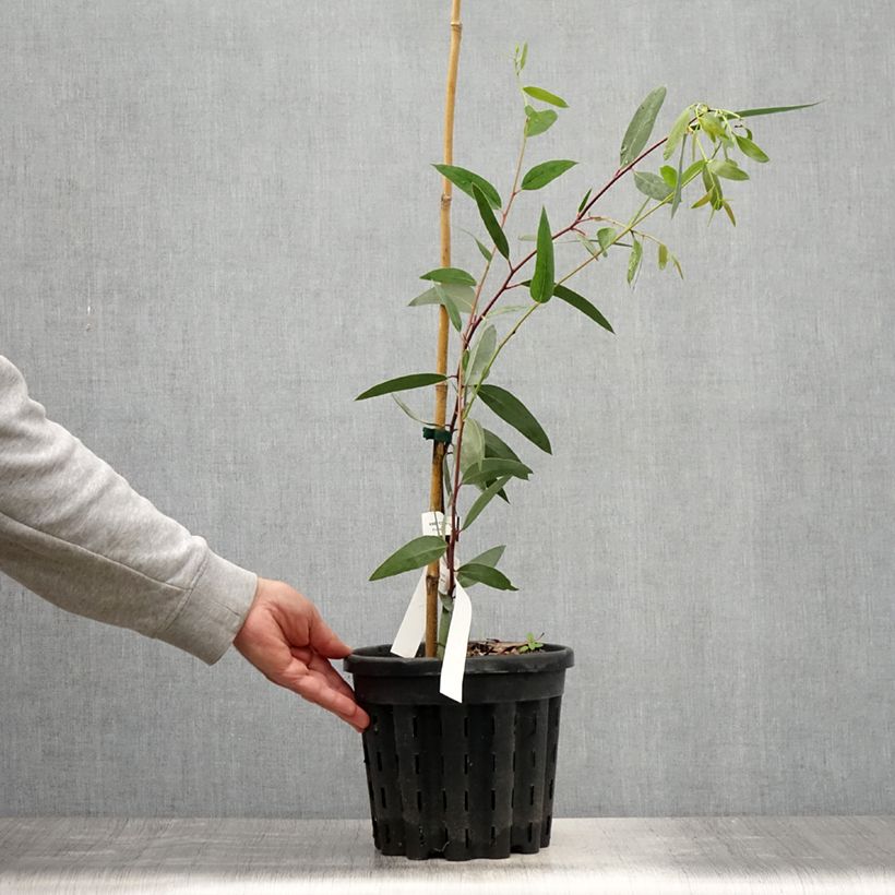 Exemplar von Eucalyptus gregsoniana Topf mit 3L/4L wie im Sommer geliefert