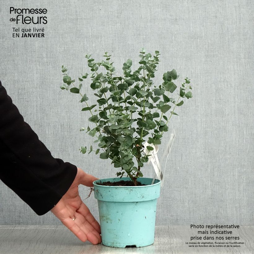 Exemplar von Eucalyptus gunnii Azura Cagire - Mostgummi-Eukalyptus Topf mit 1,5L/2L wie im Winter geliefert