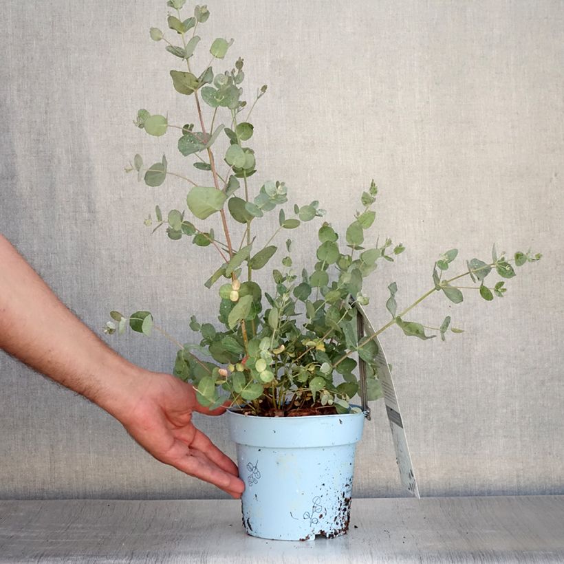 Exemplar von Eucalyptus gunnii Blaue Liebe - Mostgummi-Eukalyptus Topf mit 2L/3LGelieferte Höhe ca. 110cm wie im Sommer geliefert