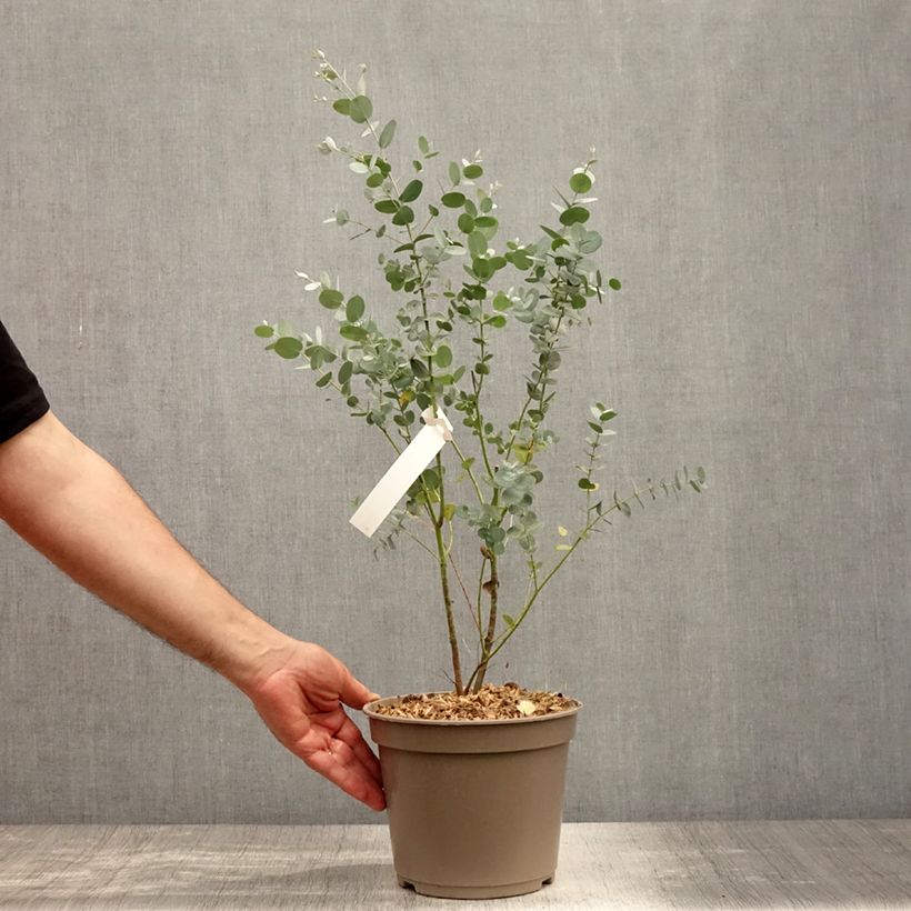 Exemplar von Eucalyptus gunnii Silverana - Mostgummi-Eukalyptus Topf mit 1,5L/2L wie im Sommer geliefert