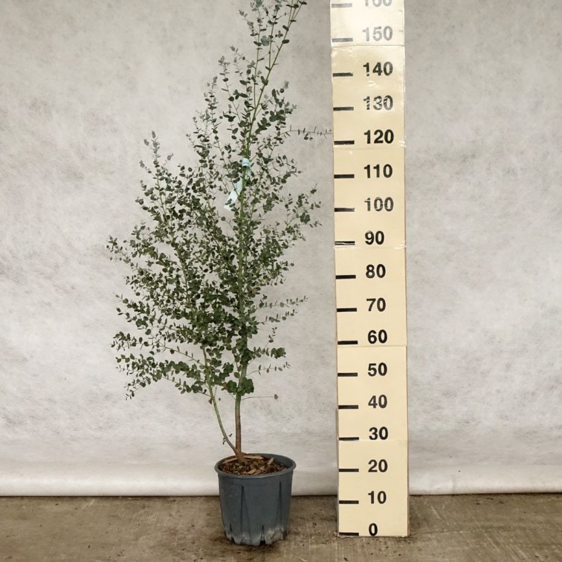 Exemplar von Eucalyptus gunnii Silverana - Mostgummi-Eukalyptus Topf mit 4L/5L wie im Sommer geliefert