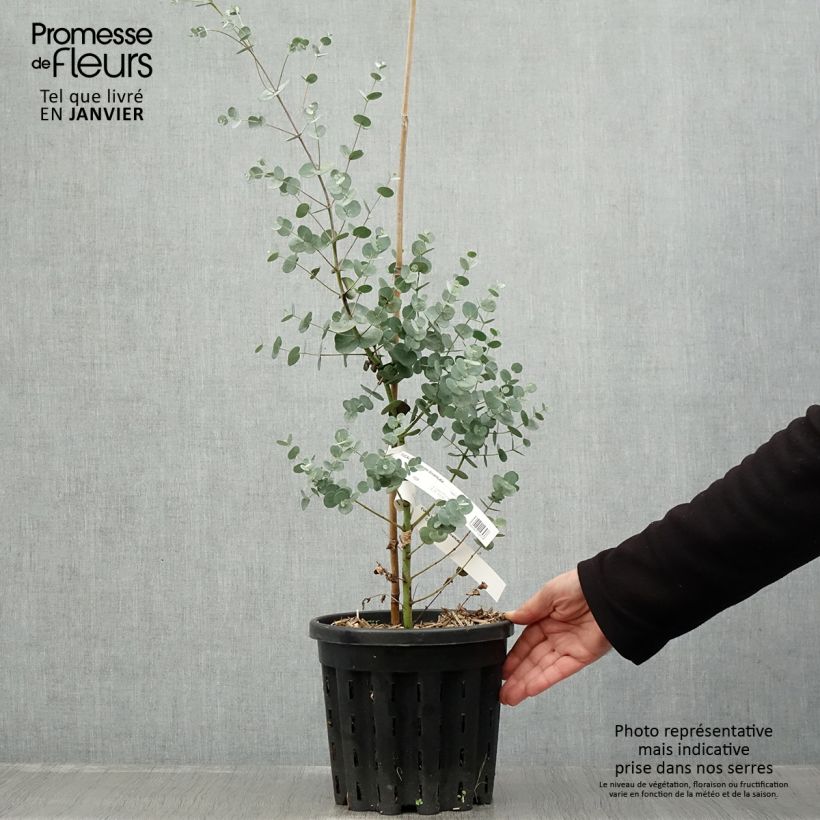 Exemplar von Eucalyptus gunnii subsp divaricata - Mostgummi-Eukalyptus Topf mit 4L/5L wie im Winter geliefert