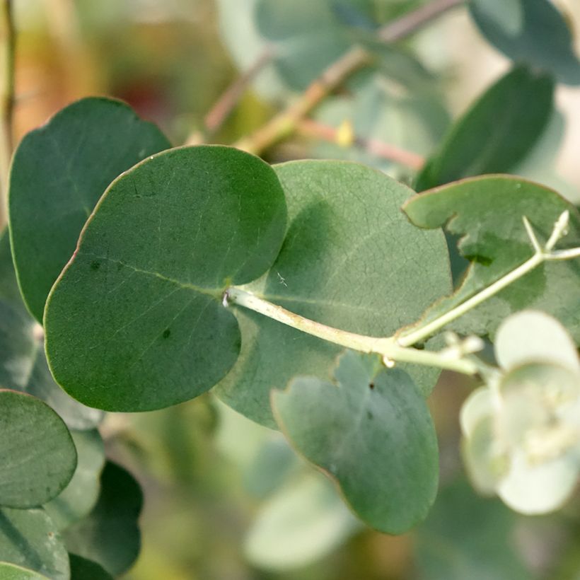Eucalyptus gunnii subsp divaricata - Mostgummi-Eukalyptus (Laub)