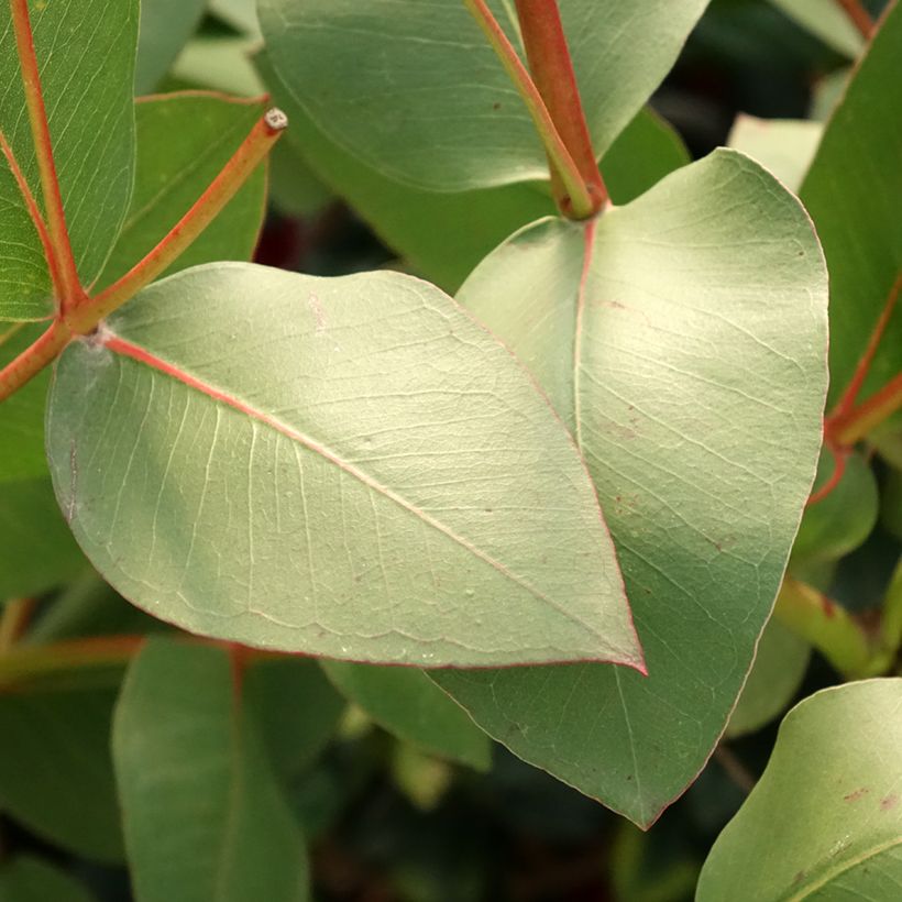 Eucalyptus gunnii subsp divaricata - Mostgummi-Eukalyptus (Laub)