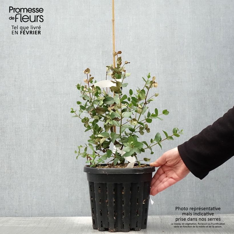Exemplar von Eucalyptus johnstonii Topf mit 4L/5L wie im Winter geliefert
