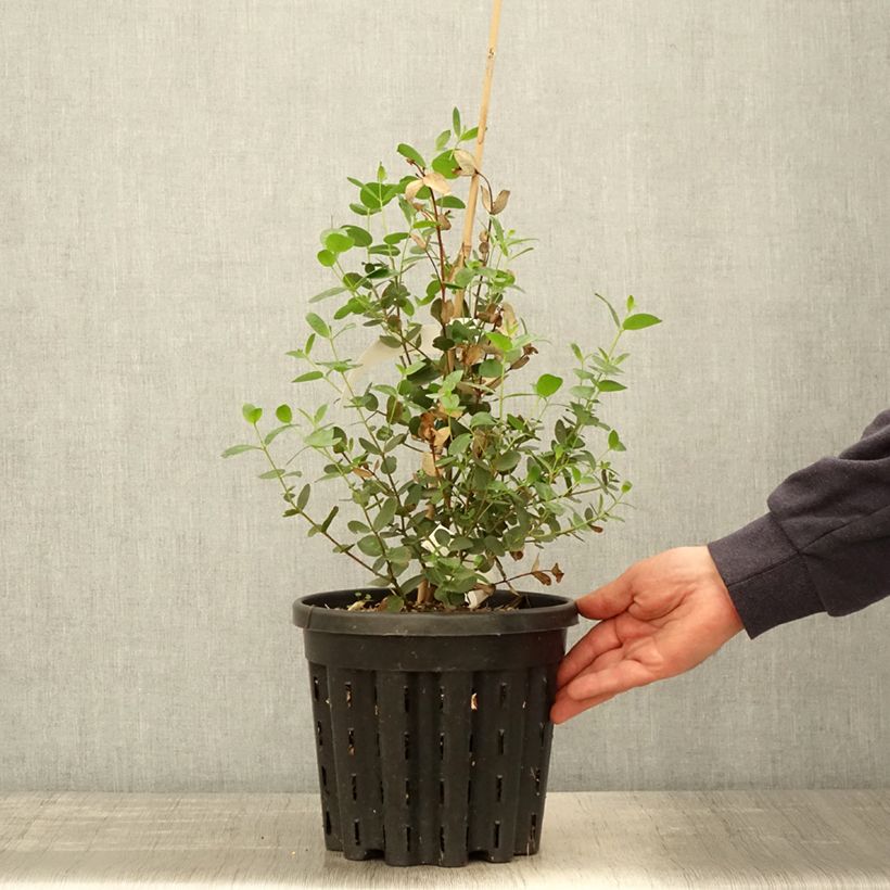 Exemplar von Eucalyptus johnstonii - Gommier jaune de Tasmanie - Pot de 4L/5L wie im Frühjahr geliefert