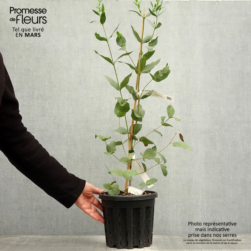 Exemplar von Eucalyptus kitsoniana - Gommier du Gippsland  - Pot de 4L/5L wie im Frühjahr geliefert