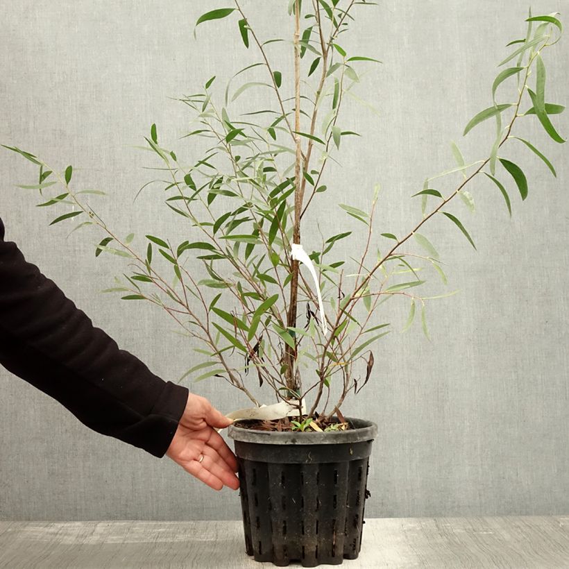 Exemplar von Eucalyptus kybeanensis Topf mit 4L/5L wie im Herbst geliefert