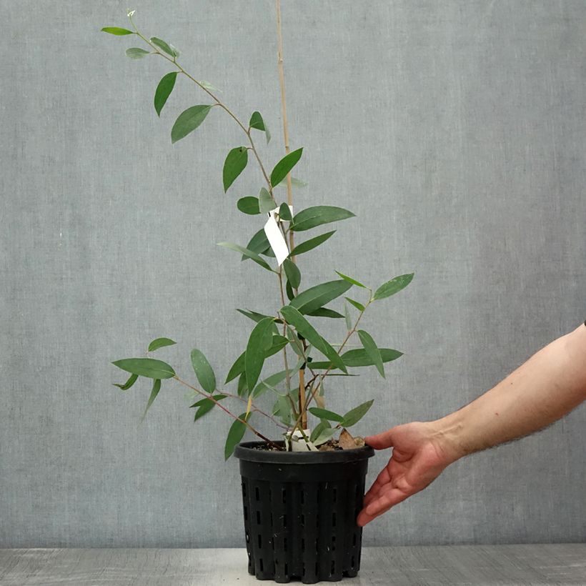 Exemplar von Eucalyptus lacrimans Topf mit 4L/5L wie im Sommer geliefert