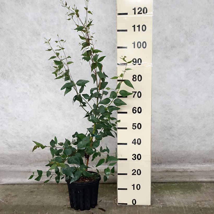 Exemplar von Eucalyptus leucoxylon Rosea Topf mit 4L/5L wie im Herbst geliefert