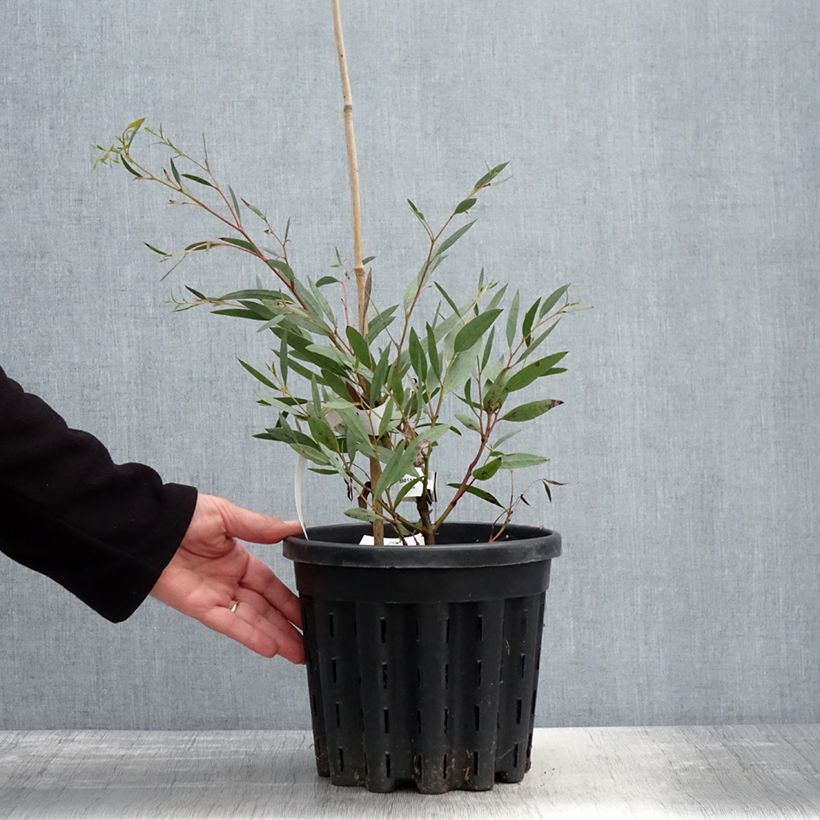 Exemplar von Eucalyptus mitchelliana - Eukalyptus Topf mit 4L/5LGelieferte Höhe ca. 40/60cm wie im Frühjahr geliefert