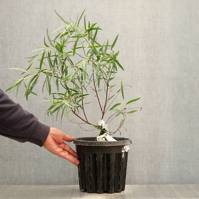 Exemplar von Eucalyptus moorei subsp. moorei Topf mit 4L/5L wie im Sommer geliefert