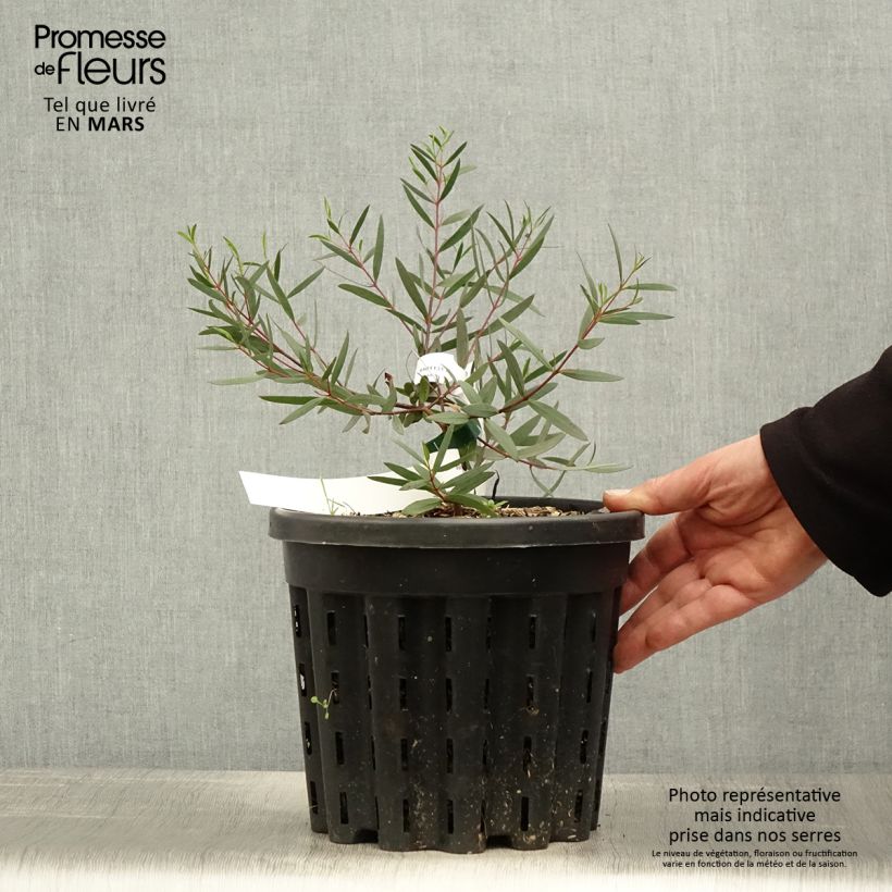 Exemplar von Eucalyptus moorei subsp. moorei Pot de 4L/5L, Pot anti-chignonHauteur livrée env. 40/60cm wie im Frühjahr geliefert