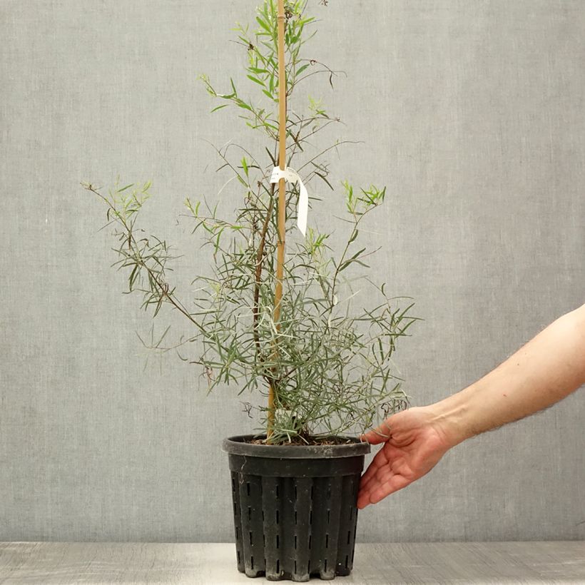 Exemplar von Eucalyptus nicholii Topf mit 4L/5L wie im Sommer geliefert