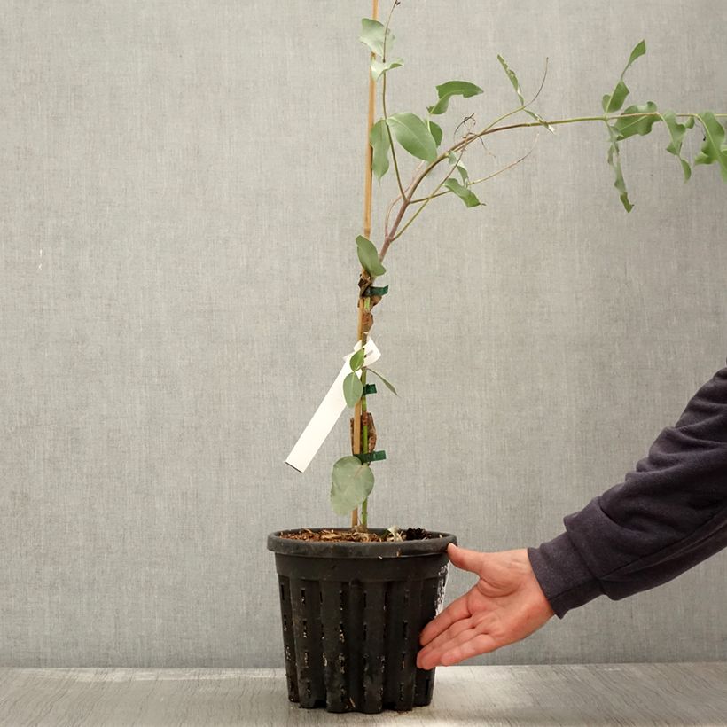 Exemplar von Eucalyptus nitens Topf mit 4L/5L wie im Herbst geliefert