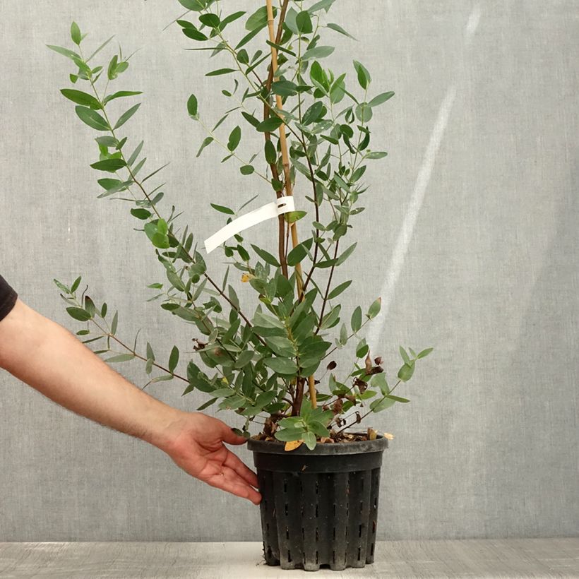 Exemplar von Eucalyptus nitida Topf mit 4L/5L wie im Sommer geliefert