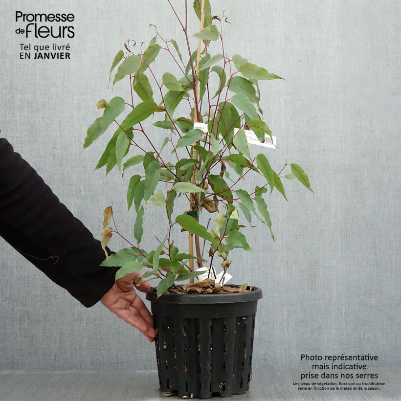 Exemplar von Eucalyptus obliqua Topf mit 4L/5L wie im Winter geliefert