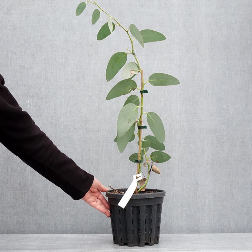 Exemplar von Eucalyptus pauciflora subsp. hedraia Falls Creek - Schnee-Eucalyptus Topf mit 4L/5L wie im Winter geliefert