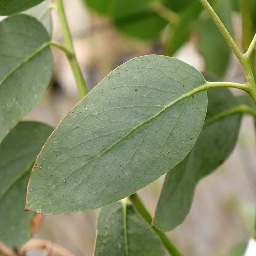 Eucalyptus pauciflora subsp. hedraia Falls Creek - Schnee-Eucalyptus (Laub)