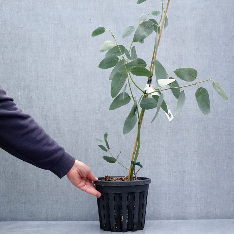 Exemplar von Eucalyptus pauciflora subsp. hedraia Falls Creek - Schnee-Eucalyptus Topf mit 4L/5LGelieferte Höhe ca. 60/80cm wie im Frühjahr geliefert