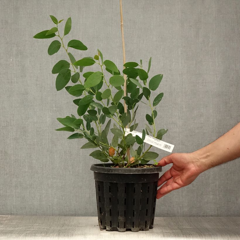 Exemplar von Eucalyptus pauciflora subsp. niphophila Mt Bogong - Schnee-Eucalyptus Topf mit 4L/5L wie im Sommer geliefert