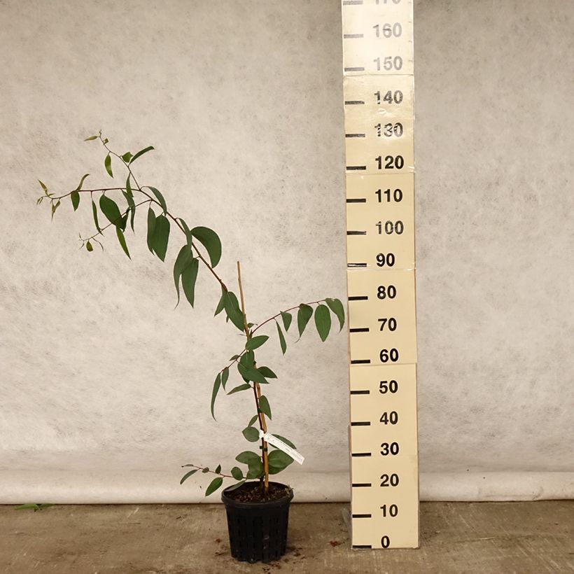 Exemplar von Eucalyptus pauciflora subsp. pauciflora Adaminaby - Schnee-Eucalyptus Topf mit 4L/5L wie im Sommer geliefert