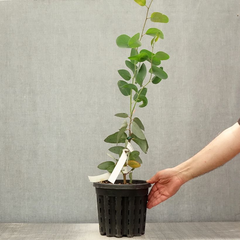 Exemplar von Eucalyptus pauciflora subsp. pauciflora Buffalo - Schnee-Eucalyptus Topf mit 4L/5L wie im Sommer geliefert