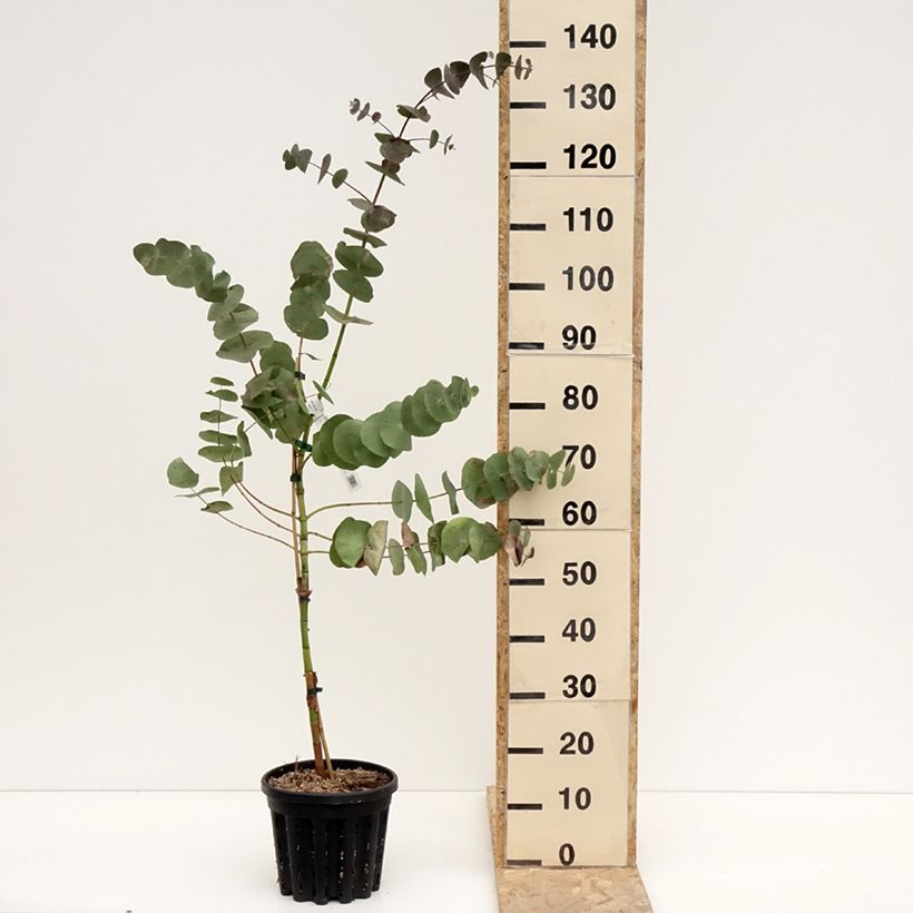 Exemplar von Eucalyptus perriniana Topf mit 4L/5L wie im Winter geliefert