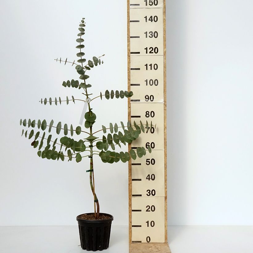 Exemplar von Eucalyptus perriniana - Gommier de Perrin - Pot de 4L/5L wie im Frühjahr geliefert