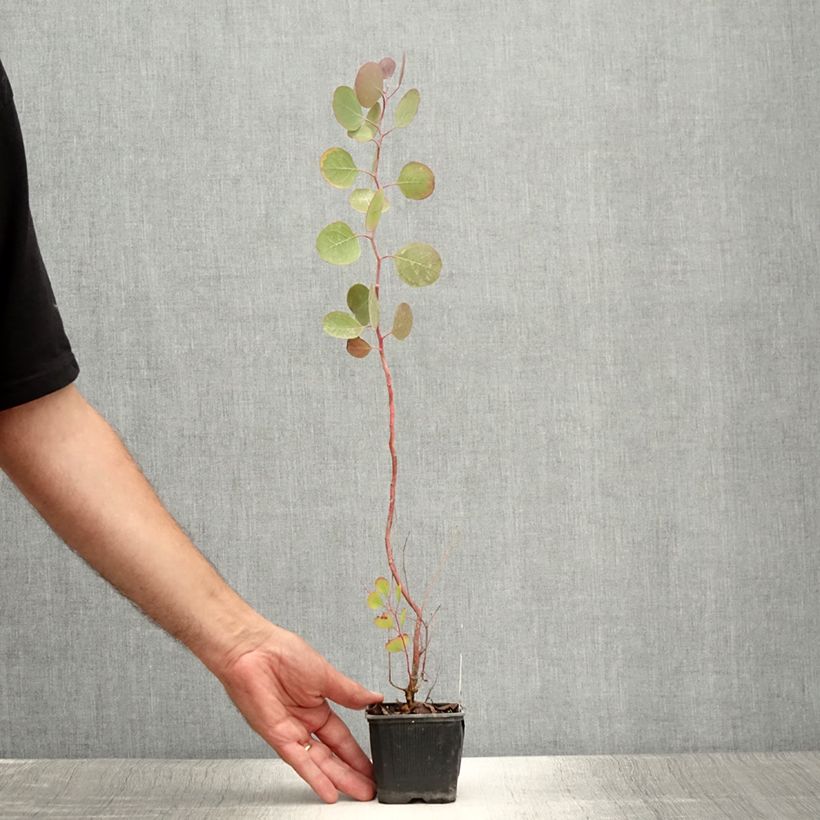 Exemplar von Eucalyptus polyanthemos Kleine Töpfe von 8/9 cm wie im Sommer geliefert