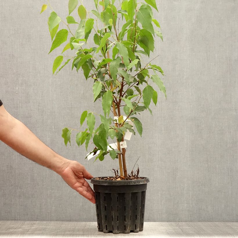 Exemplar von Eucalyptus regnans - Riesen-Eukalyptus Topf mit 4L/5L wie im Sommer geliefert