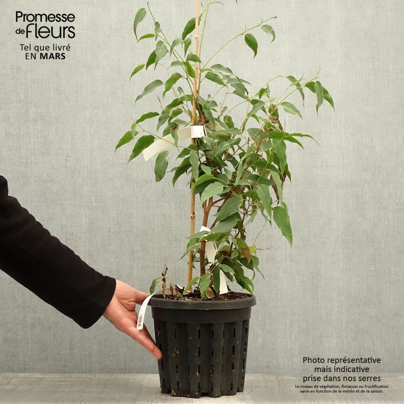 Exemplar von Eucalyptus regnans - Riesen-Eukalyptus Topf mit 4L/5LGelieferte Höhe ca. 40/60cm wie im Frühjahr geliefert