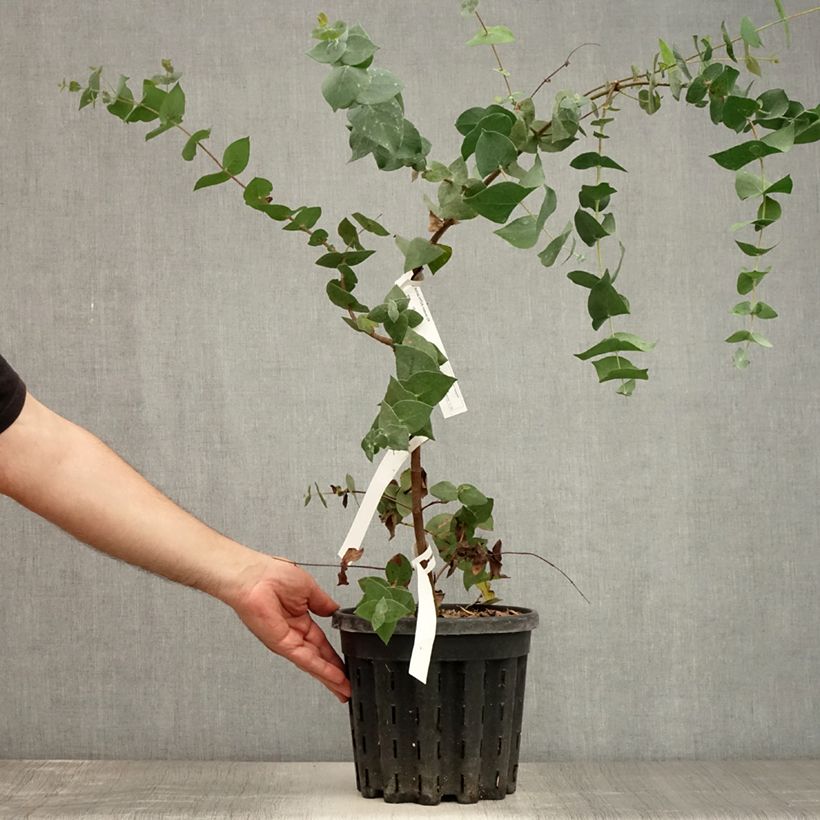 Exemplar von Eucalyptus risdonii Topf mit 4L/5L wie im Sommer geliefert