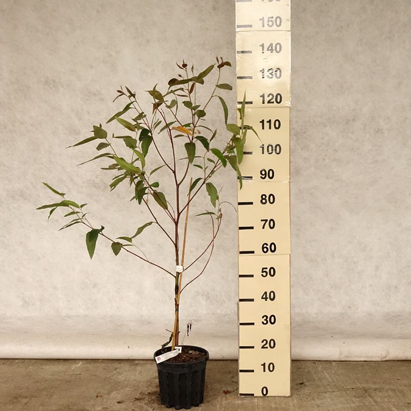 Exemplar von Eucalyptus robusta Topf mit 4L/5L wie im Sommer geliefert