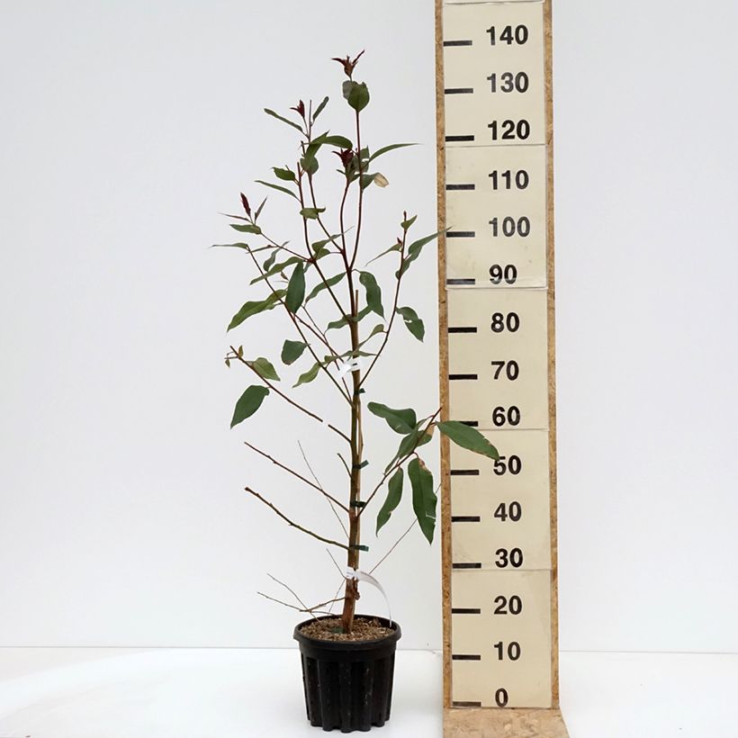 Exemplar von Eucalyptus robusta - Eucalyptus acajou des marais, Gommier robuste - Pot de 4L/5L wie im Frühjahr geliefert