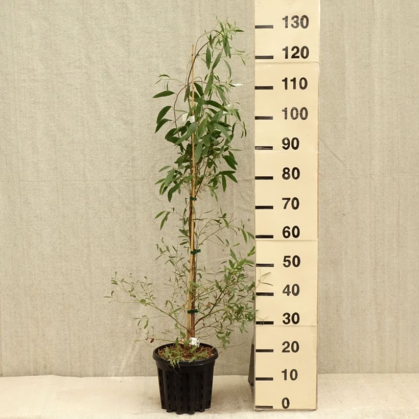 Exemplar von Eucalyptus rodwayi Topf mit 4L/5L wie im Sommer geliefert
