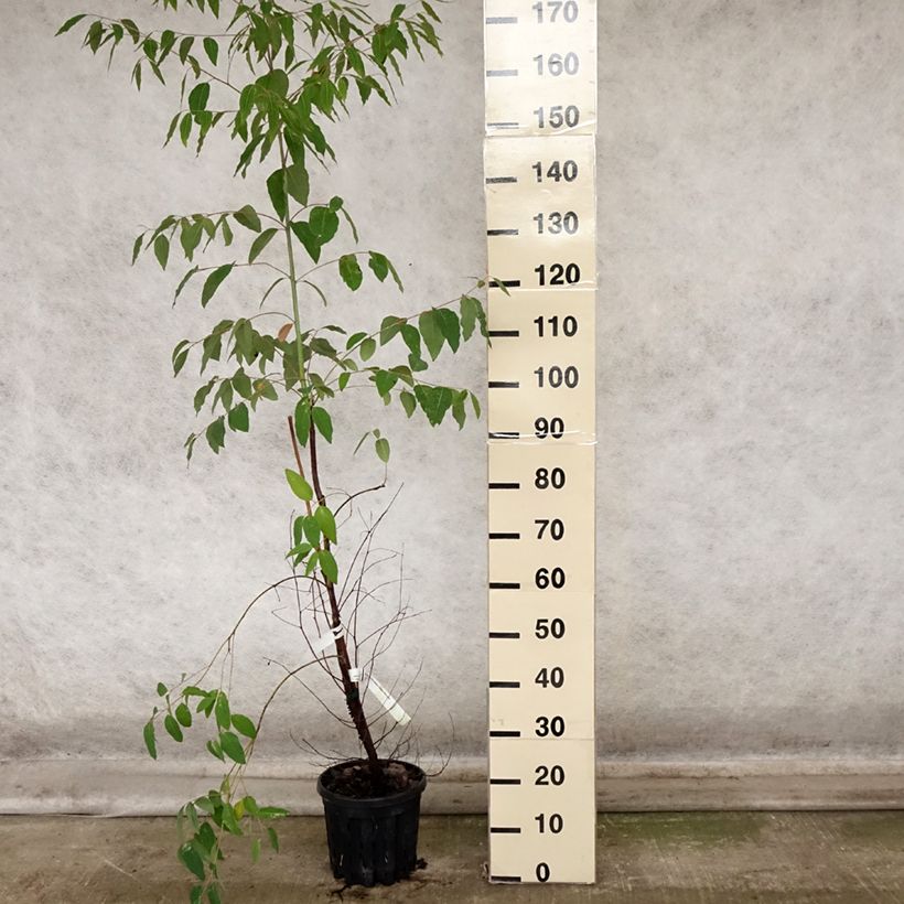Exemplar von Eucalyptus saligna Topf mit 4L/5L wie im Herbst geliefert