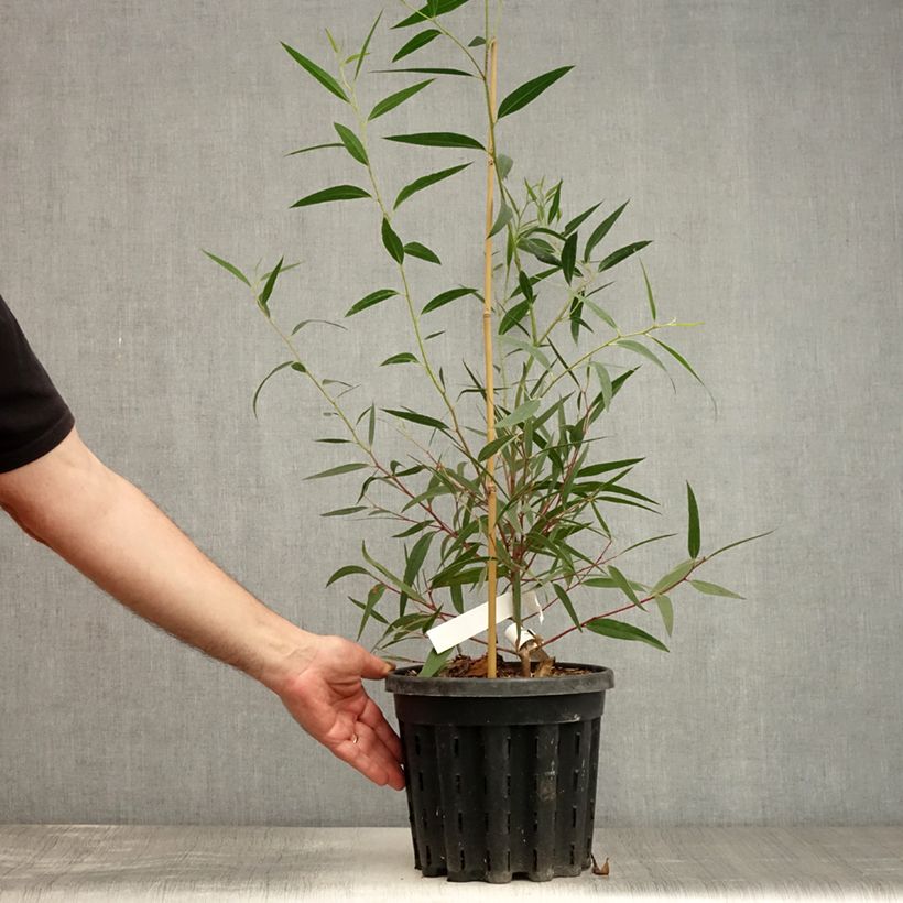 Exemplar von Eucalyptus stricta Topf mit 4L/5L wie im Sommer geliefert