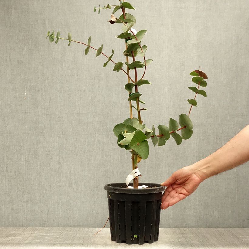 Exemplar von Eucalyptus sturgissiana Topf mit 4L/5L wie im Sommer geliefert