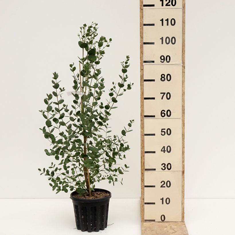 Exemplar von Eucalyptus subcrenulata Topf mit 4L/5L wie im Winter geliefert
