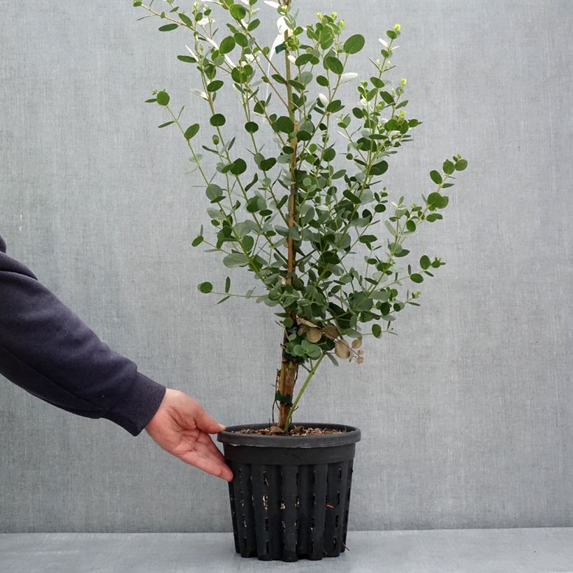 Exemplar von Eucalyptus subcrenulata - Gommier jaune alpin de Tasmanie - Pot de 4L/5L wie im Frühjahr geliefert
