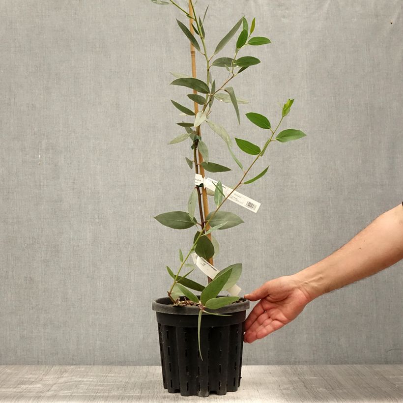 Exemplar von Eucalyptus tetraptera Topf mit 4L/5L wie im Sommer geliefert