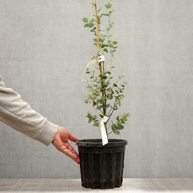 Exemplar von Eucalyptus urnigera f.glaucus Topf mit 4L/5L wie im Sommer geliefert