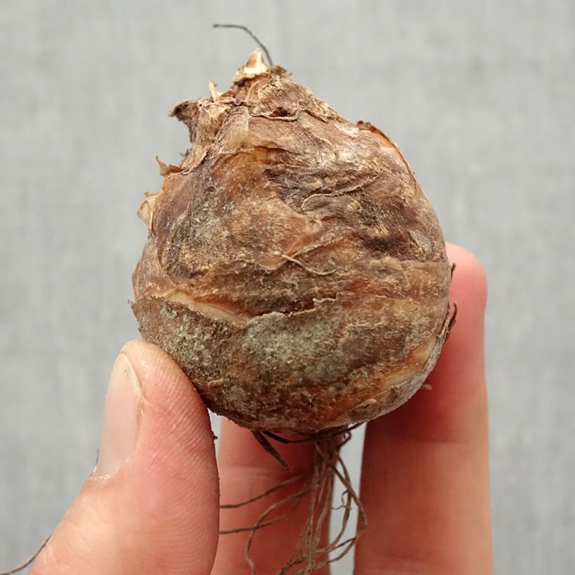 Exemplar von Eucomis bicolor - Schopflilie Zwiebel Kaliber/Größe 14/16 wie im Frühjahr geliefert